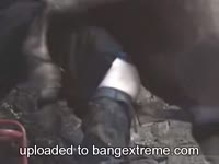Big horse dick wrecking a gay beastie gal's butthole